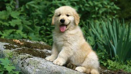 Jeune chiot dans un jardin